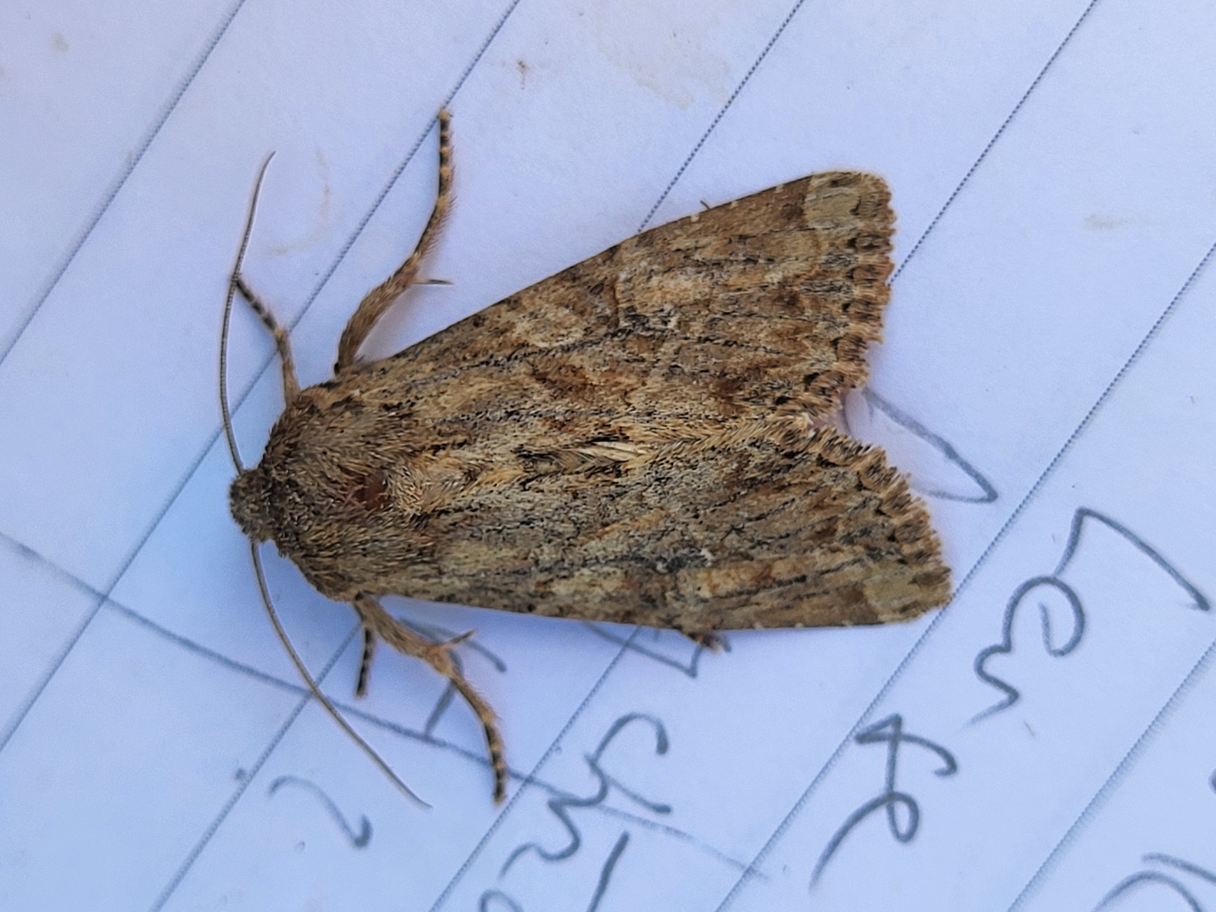 Photo of Large Nutmeg (Apamea anceps)